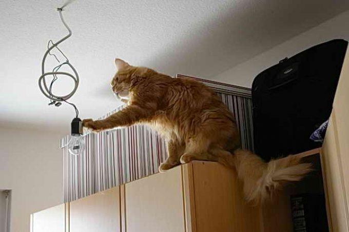 электричество опасно для кота