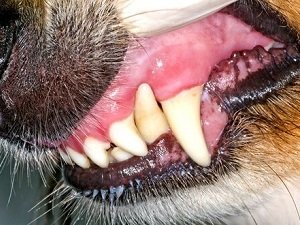 лечение гингивита у собак в домашних условиях