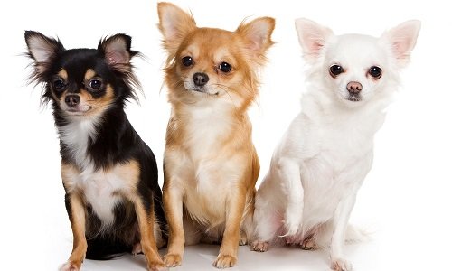 породы маленьких домашних собак