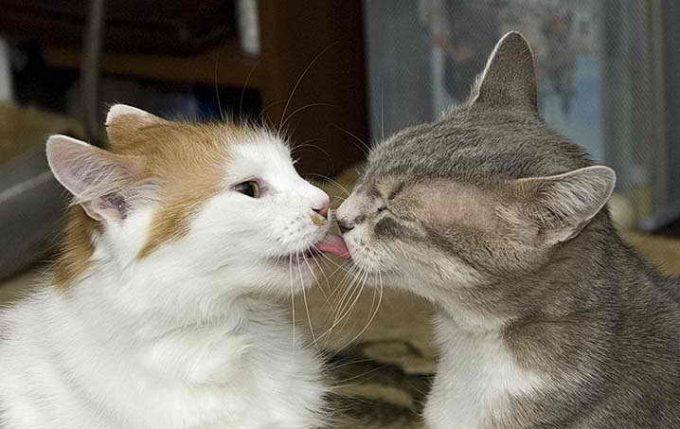 коты целуются и передают друг другу инфекции