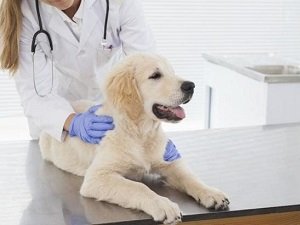 почечная недостаточность у собак лечение