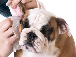 как почистить уши собаке в домашних условиях