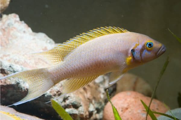 Принцесса Бурунди - аквариумная рыбка