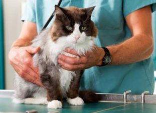 Возможно ли развитие токсоплазмоза у кошек?