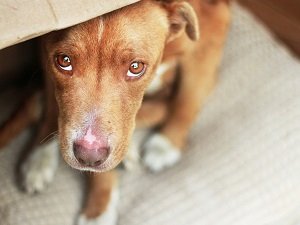 признаки лептоспироза у собаки
