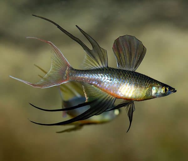 Ириатерина Вернера - красивая рыбка для аквариума