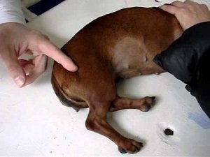 защемление нерва у собаки лечение