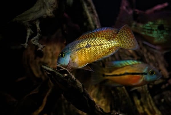 Никарагуанская цихлазома - красивая рыбка