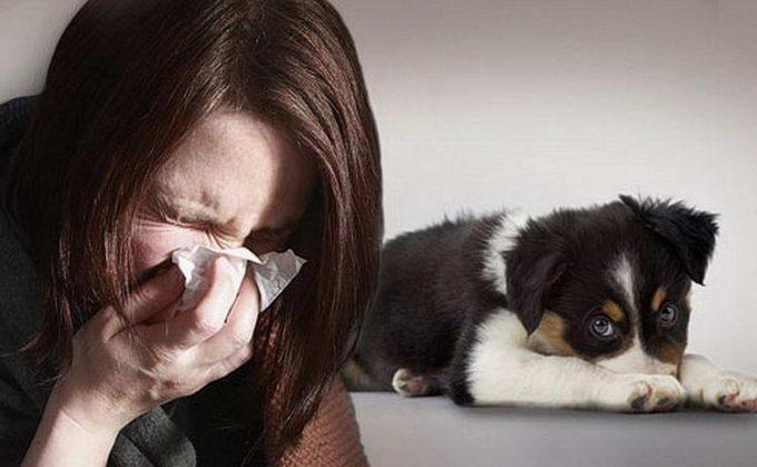 может ли быть аллергия на собаку