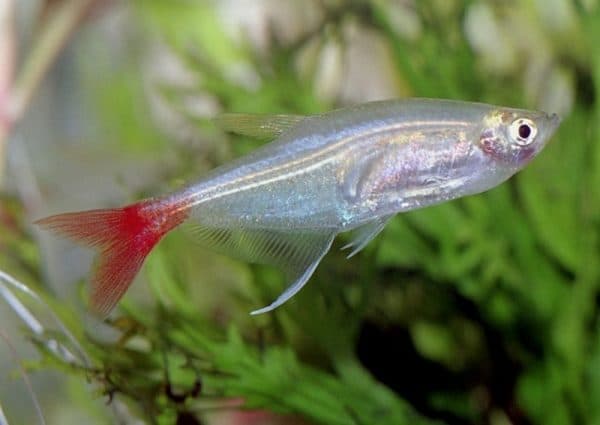 Стеклянная тетра - красивая аквариумная рыбка