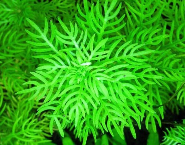 Хоттония - необычное аквариумное растение