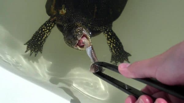 Черепаха ест рыбу