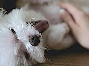 мочекаменная болезнь у собак лечение