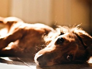 эпилепсия у собаки лечение в домашних условиях
