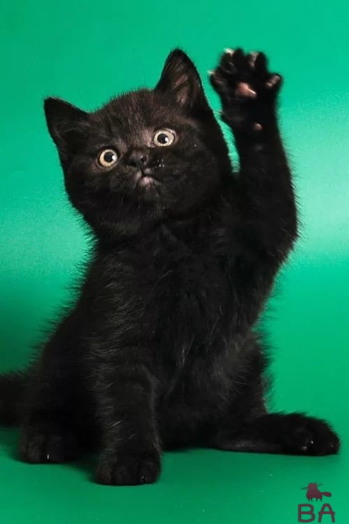 Имя для черного котенка