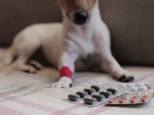 глистогонные таблетки для собак
