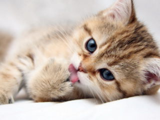 Маленьким котятам проводят дегильминтизацию по достижении ими трехнедельного возраста