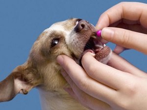 кашель у собаки лечение в домашних условиях