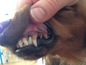 удаление зубного камня у собак