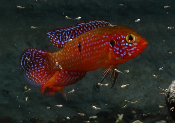Хромис-красавец изумительная рыбка