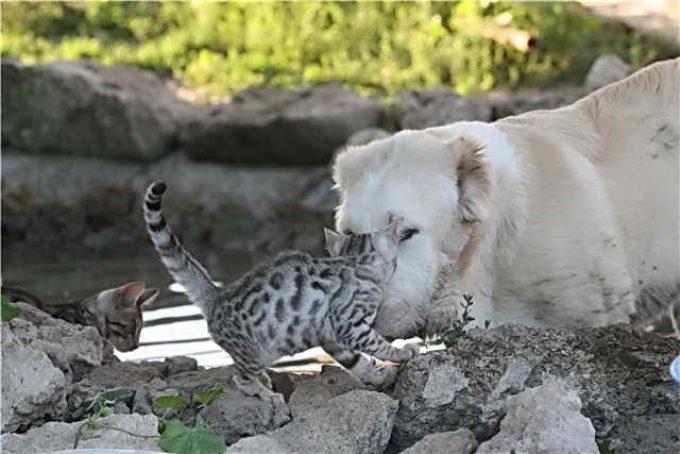 алабай с котом