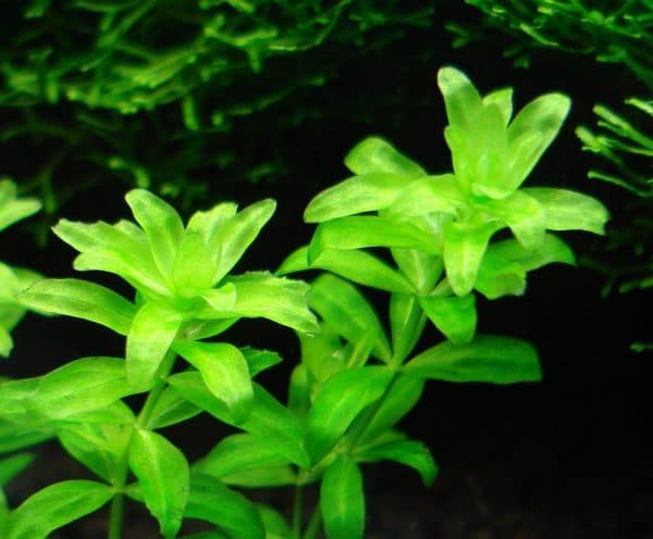 Микрантемум - прекрасное растение в аквариуме