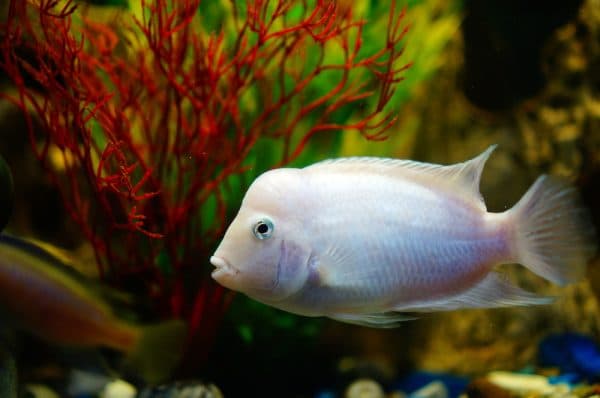 Цихлазома фламинго - красивая рыбка в аквариуме