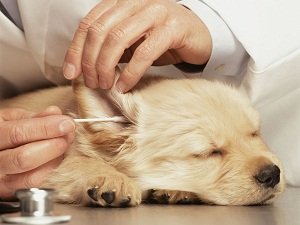 ушной клещ у собак симптомы и лечение