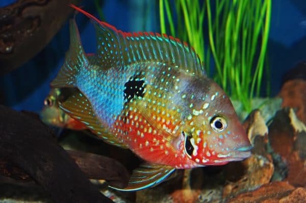 Цихлазома Элиота - красивая рыбка 