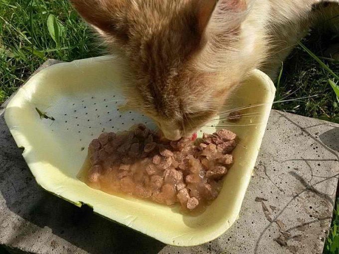 полезно ли размачивать сухой корм для кошек