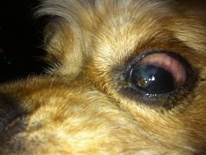 почему у собаки красный белок глаза
