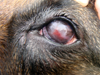 катаракта у собак