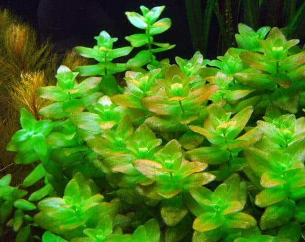 Бакопа каролинская - прекрасное аквариумное растение