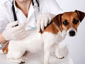 сколько стоит прививка от бешенства собаке