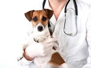 пиометра у собак симптомы и лечение антибиотиками