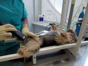стерилизация собаки цена