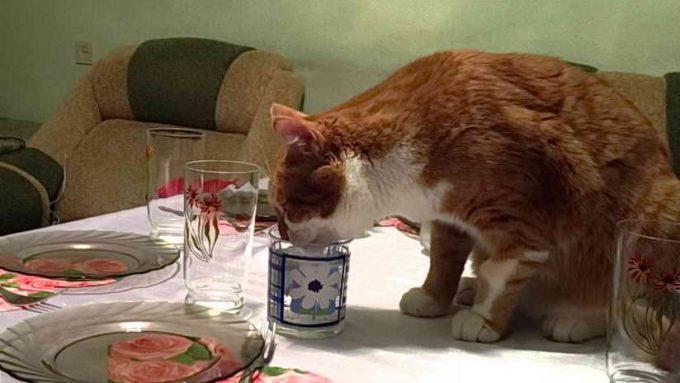 как отучить кота лазить по столу