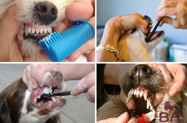 Как чистят собакам зубы для чего нужна чистка зубов и как ее делать правильно?