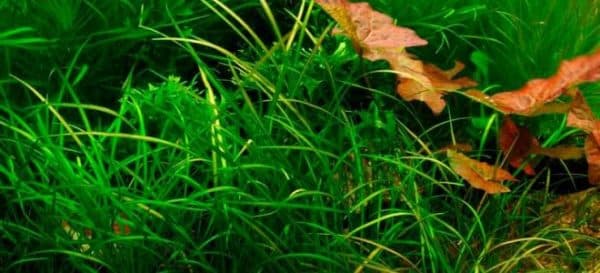 Эхинодорус нежный - красивое аквариумное растение
