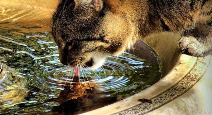 вода из лужи опасна для кота