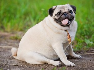корм для собак при ожирении