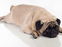 ожирение у собак