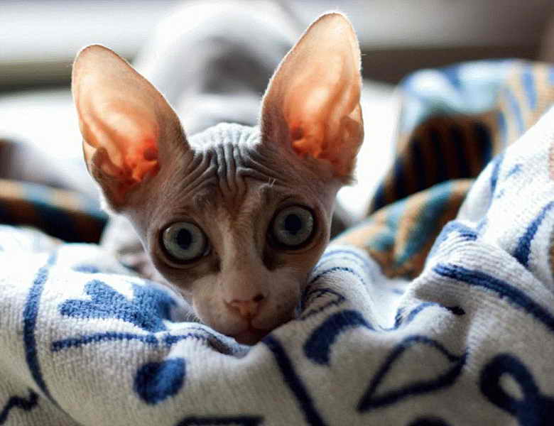 Порода сфинкс: фото кошек без шерсти, описание характера
