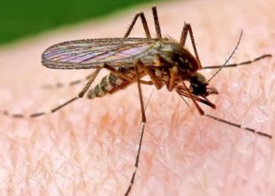 Некоторые паразиты могут проникать в организм человека через укус насекомых