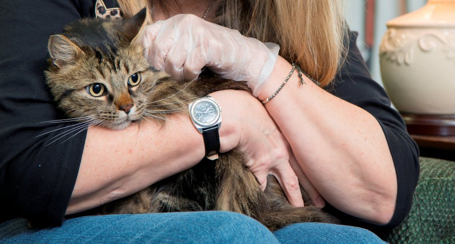 Мочекаменная болезнь у кошек правила лечения