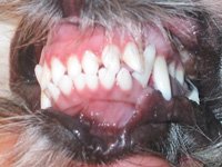 смена зубов у щенков