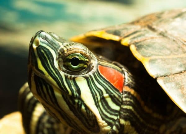 Сколько живут черепахи в домашних условиях читайте статью