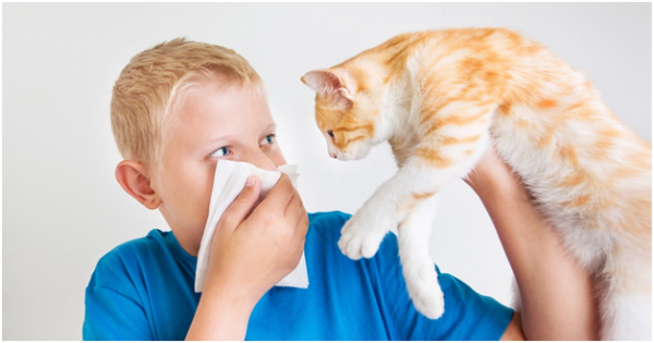 Аллергия. Как она возникает и как ее лечить