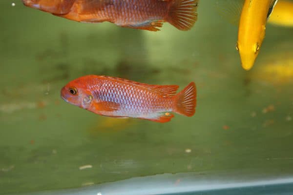 Йодотрофеус Шпренгера - красивая рыбка в аквариуме