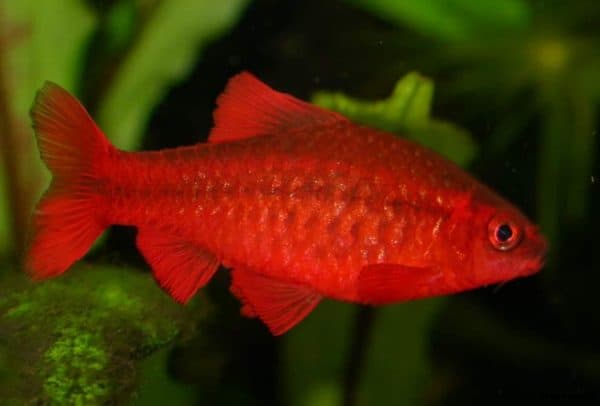 Вишневый барбус - красивая рыбка
